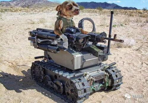 娱乐吃瓜汪星人是谁啊